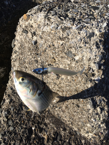 コノシロの釣果