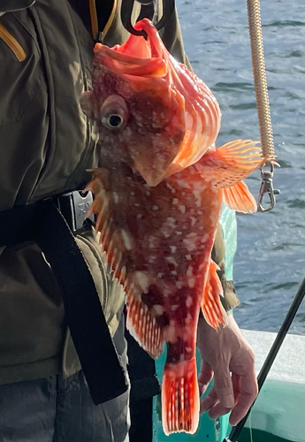 ウッカリカサゴの釣果