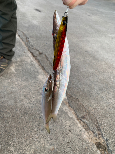 カマスの釣果