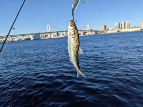 サッパの釣果