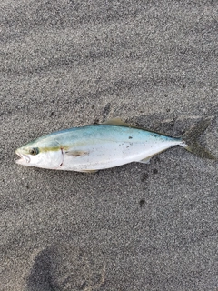 イナダの釣果