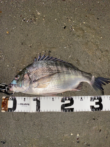 クロダイの釣果