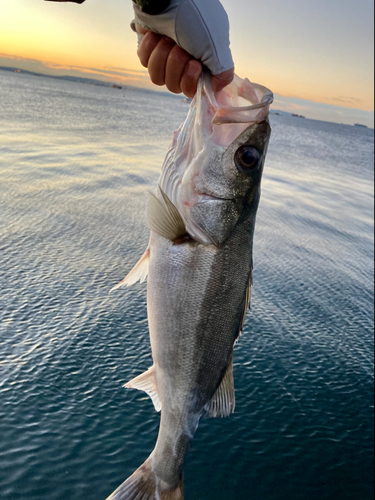 フッコ（マルスズキ）の釣果