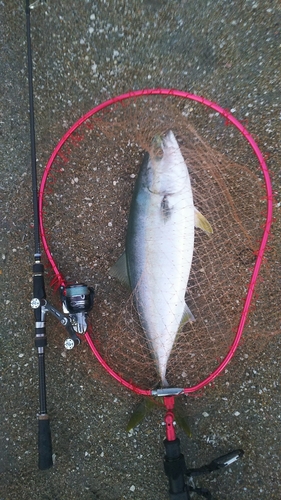 ハマチの釣果