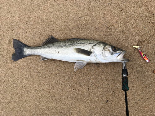 スズキの釣果