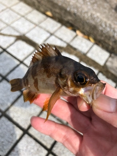 メバルの釣果