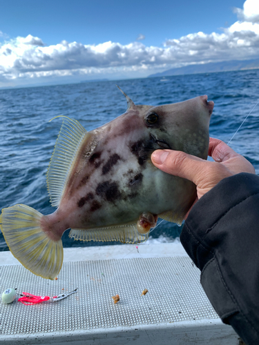 カワハギの釣果