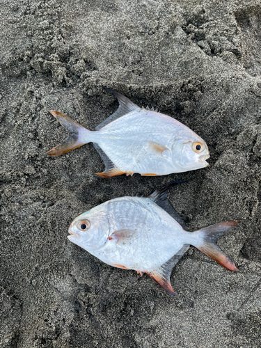 コバンアジの釣果