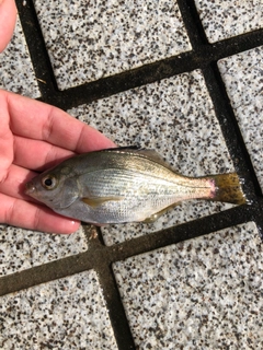 ウミタナゴの釣果