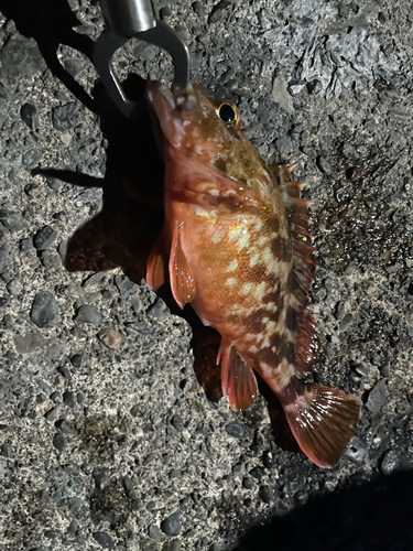 カサゴの釣果