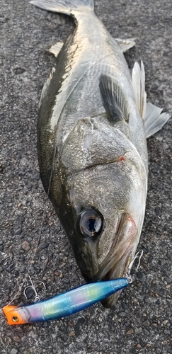 釣果