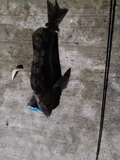 アイナメの釣果