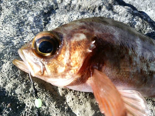 メバルの釣果