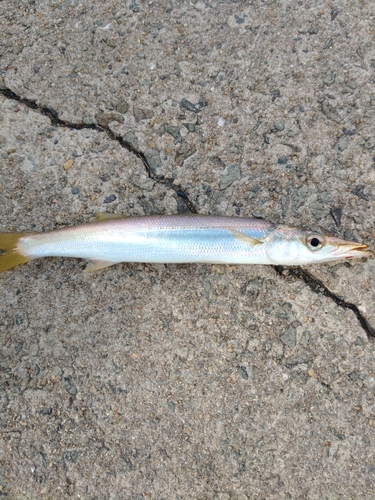 カマスの釣果