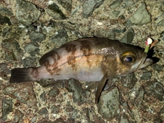 メバルの釣果