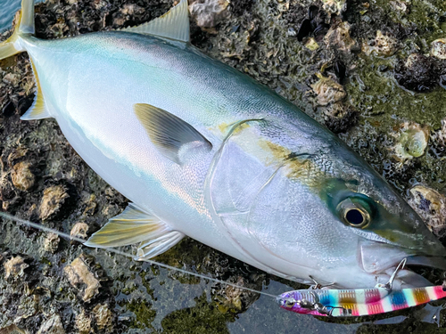 ハマチの釣果