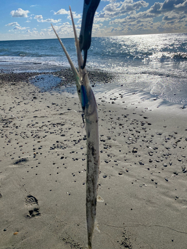 ダツの釣果