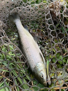 ブラウントラウトの釣果