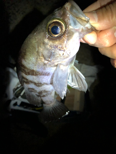 クロメバルの釣果