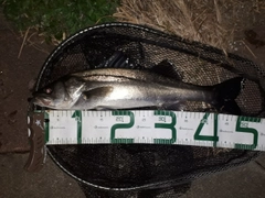 フッコ（マルスズキ）の釣果
