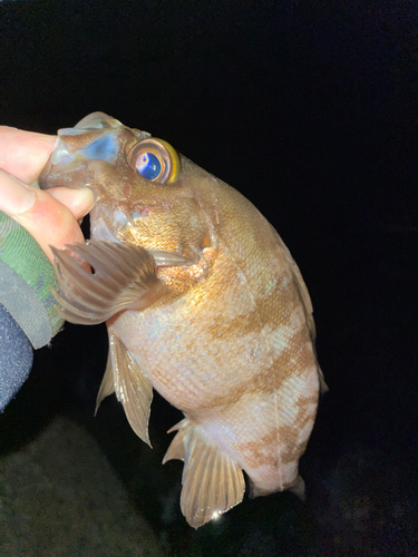 シロメバルの釣果