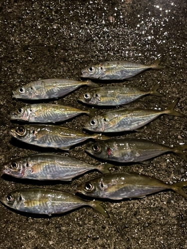 アジの釣果