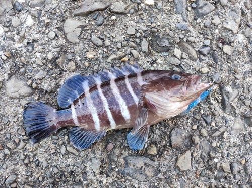 マハタの釣果