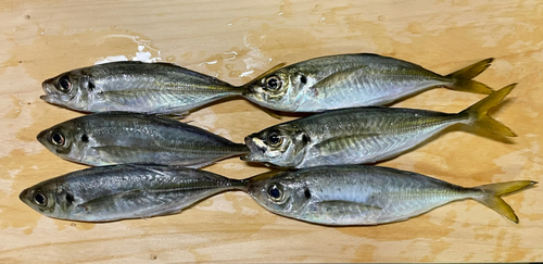 アジの釣果