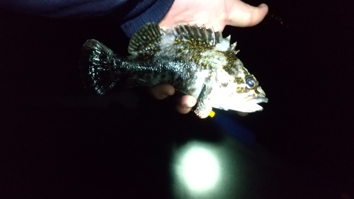 オウゴンムラソイの釣果