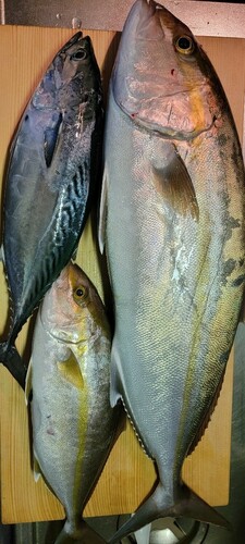 カンパチの釣果