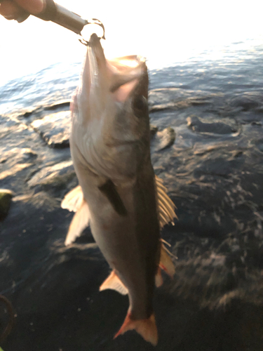 スズキの釣果