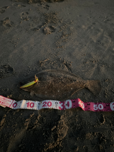 ヒラメの釣果