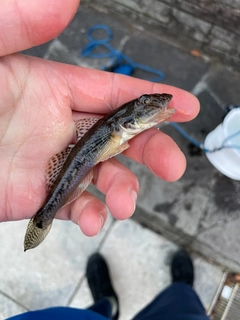 ハゼの釣果