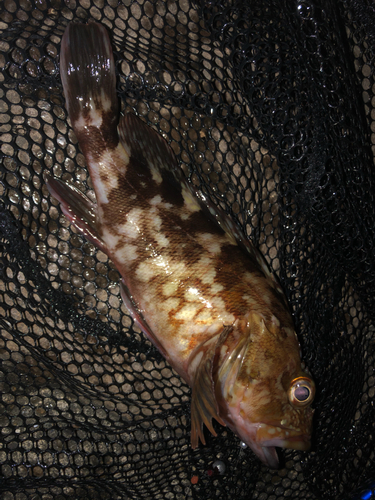 カサゴの釣果