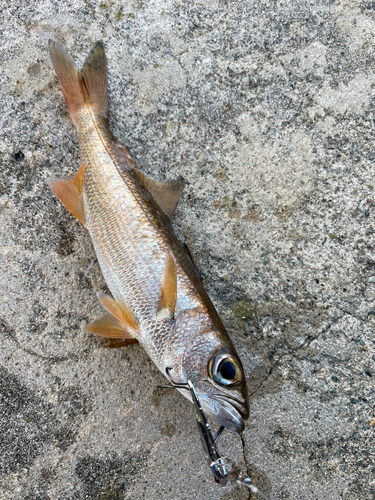 クロムツの釣果