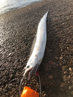 タチウオの釣果