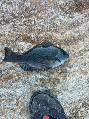 クロの釣果