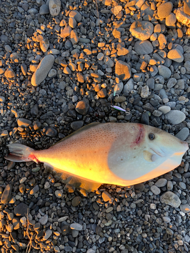 ウスバハギの釣果