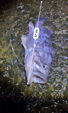 クロソイの釣果