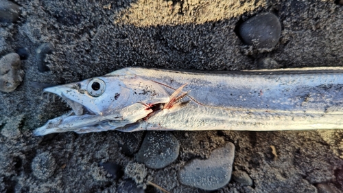 タチウオの釣果