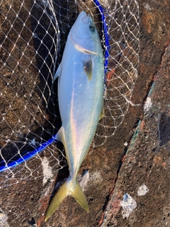 ハマチの釣果