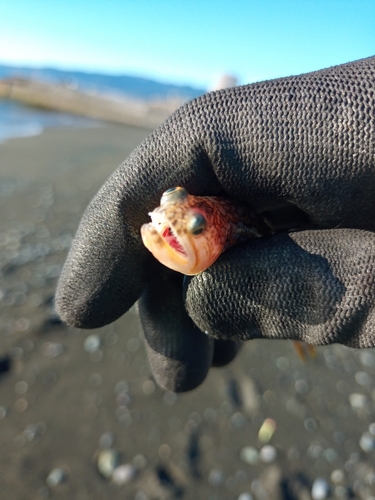 エソの釣果