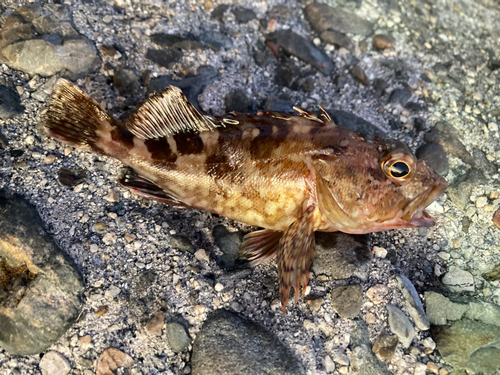 カサゴの釣果