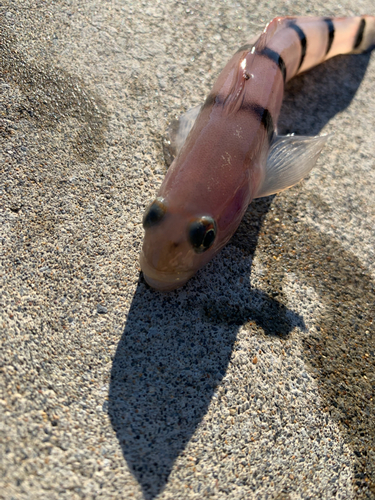 リュウグウハゼの釣果