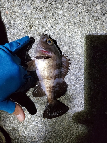 シロメバルの釣果