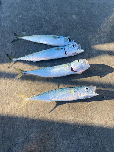 サバの釣果