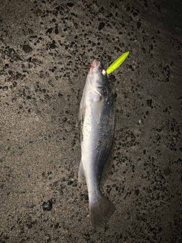 ニベの釣果