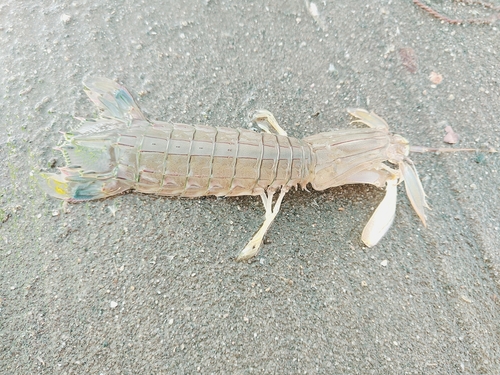 シャコの釣果