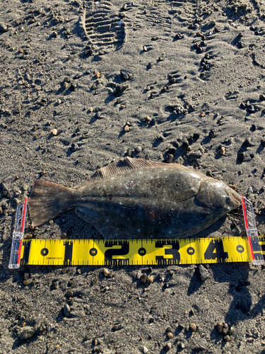 ヒラメの釣果