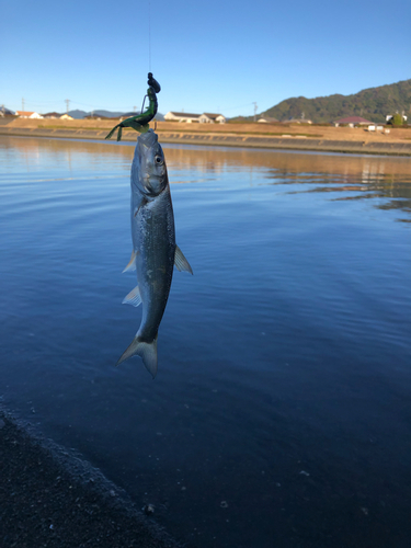 ウグイの釣果